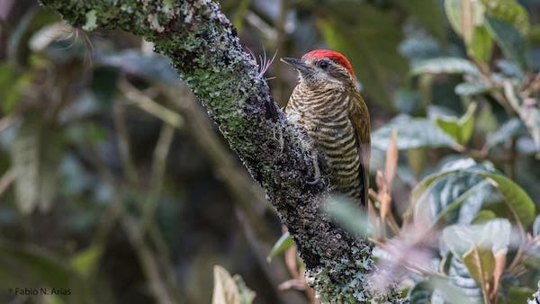 Bar-bellied Woodpecker. Photo: Fabio Arias