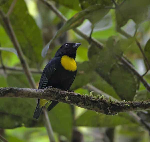 Golden-chested Tanager (E) Photo: Anderson Muñoz