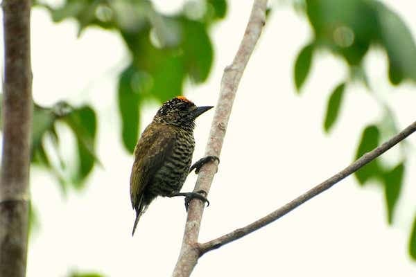 Lafresnaye’s Piculet