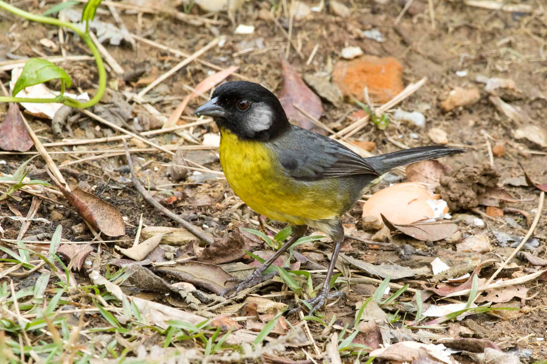 Santa Marta Brush-Finch (E). Juan Diego Castillo