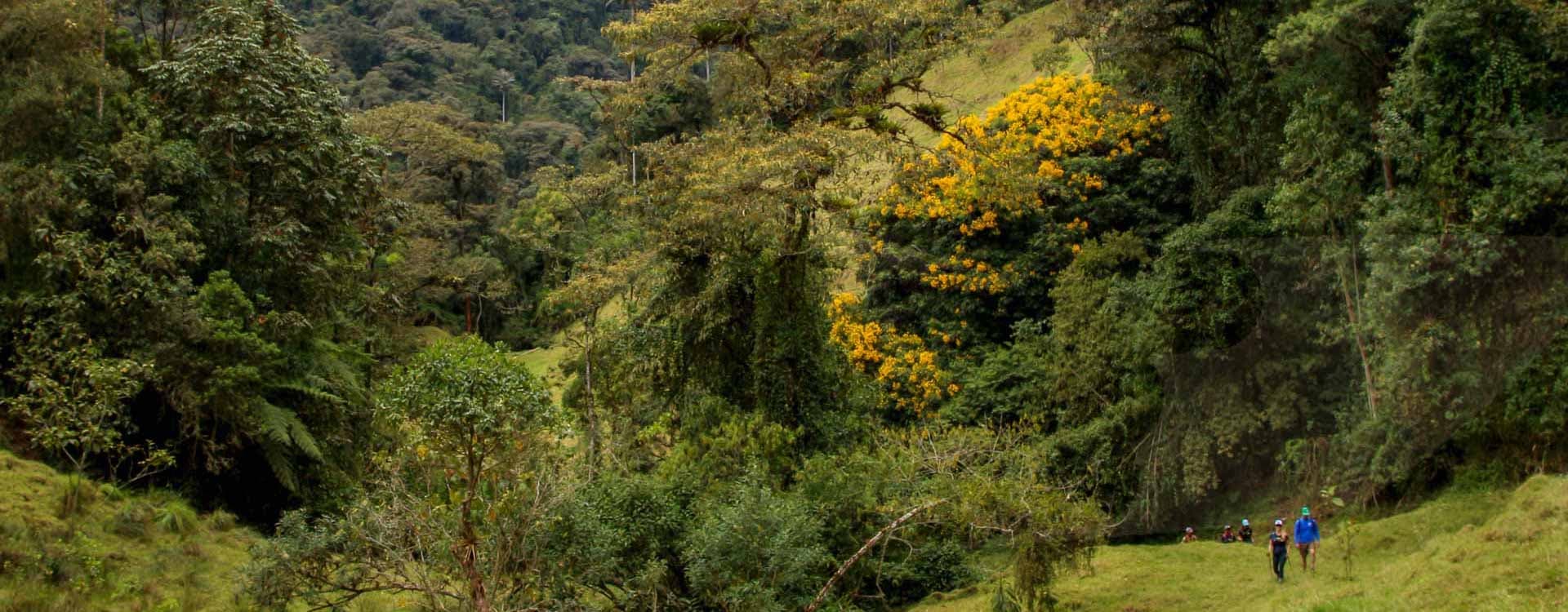 Image Colombian Project