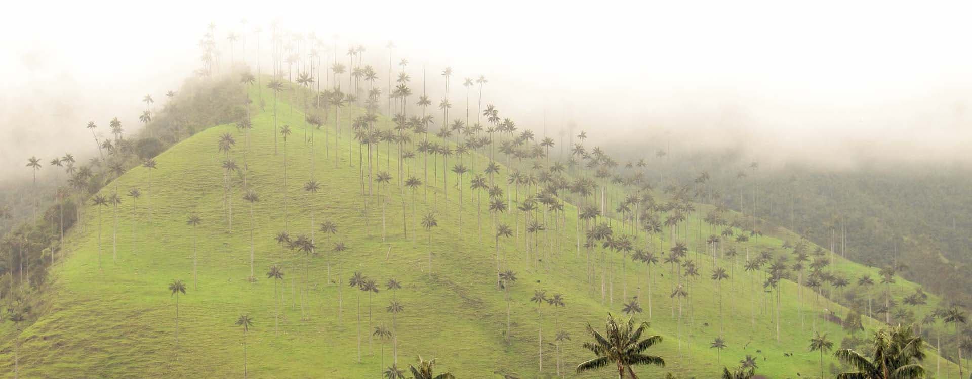 Image Colombian Project