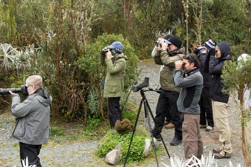 Birding group, PNN Los Nevados, Coffee Region