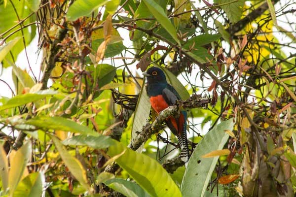 Blue-crowned Trogon