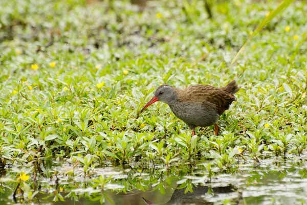 Bogota Rail (E) Photo: Alejandro Pinto