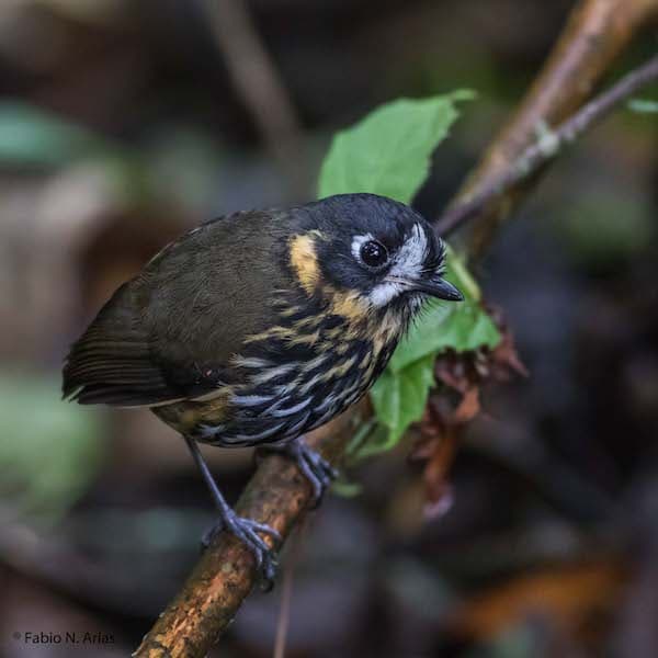 Crescent-faced Antpitta. Photo: Fabio Arias