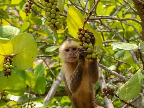 Santa Marta White fronted Capuchin, PNN Tayrona
