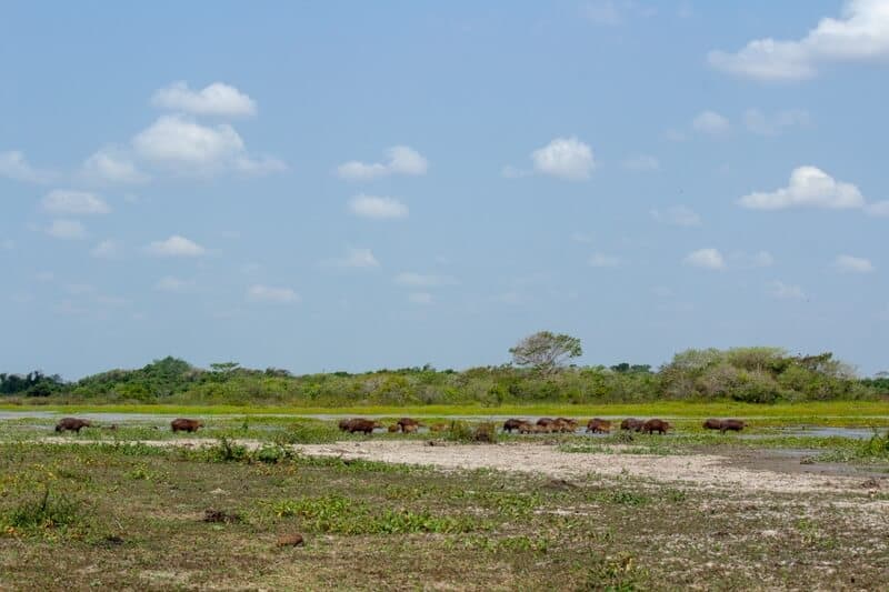 Capybara, Hato La Aurora, Llanos (Eastern Plains)