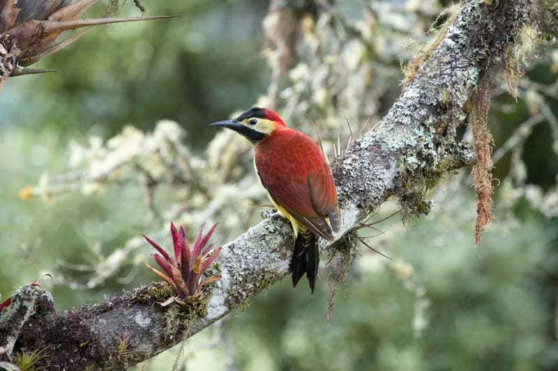 Crimson-mantled Woodpecker