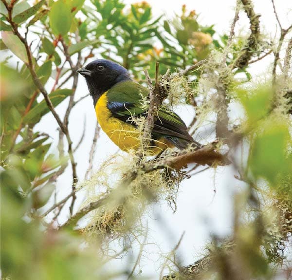 Black-chested Mountain-Tanager