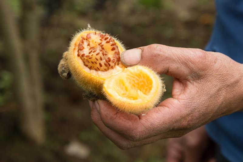 Photo Lulo, agro-ecological farm, Laguna de la Cocha, Nariño